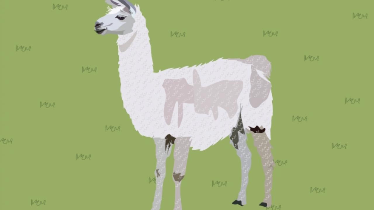 Cartoon llama.