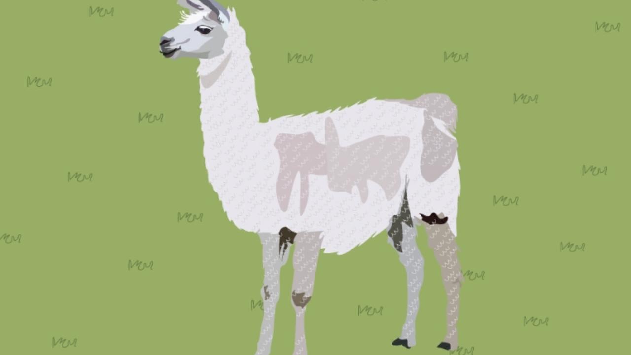 Cartoon llama.